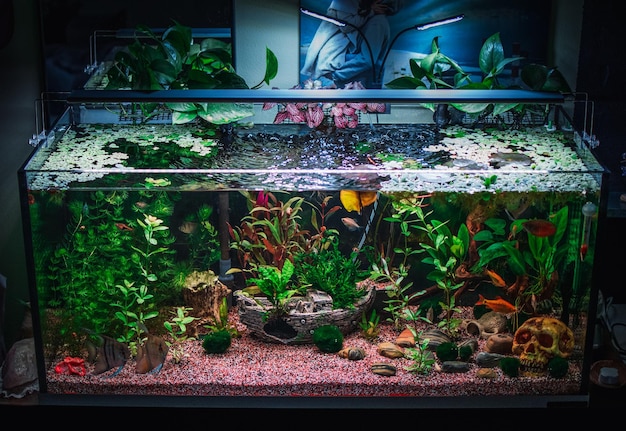 A great jungle planted aquarium