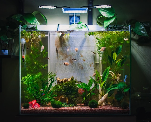 A great jungle planted aquarium