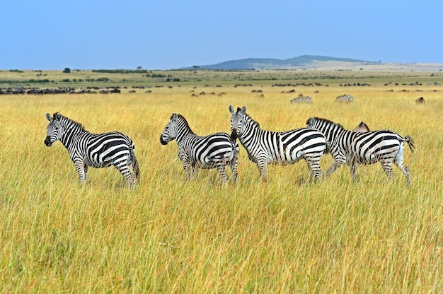 Great Migration of wildebeest in the African savannah