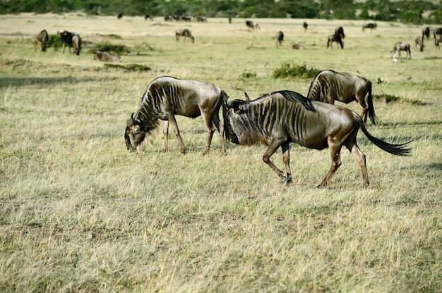 Great Migration of wildebeest in Masai Mara