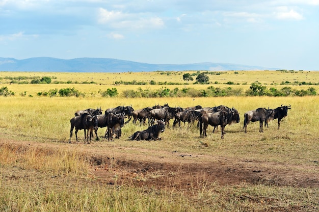 Great Migration of wildebeest in Masai Mara.