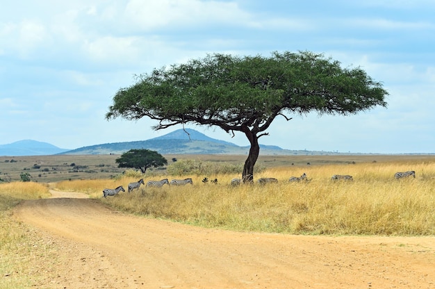 Great Migration of Zebras in the Masai Mara.