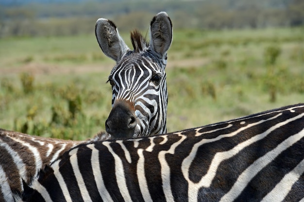 Great Migration of Zebras in the Masai Mara.