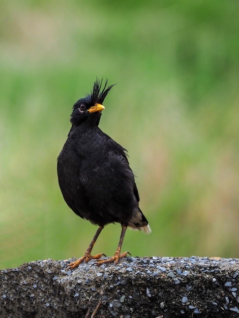 Great Myna Birds