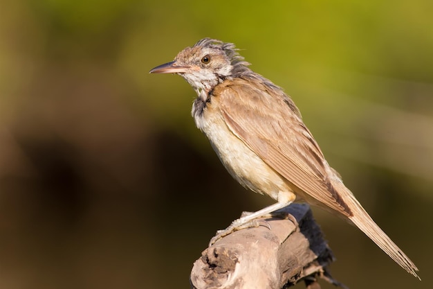 Great Reed Warbler Acrocephalus arundinaceus Adult bird changes plumage The bird sits on a branch