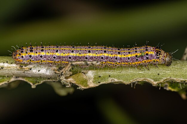 Great Southern White Butterfly Caterpillar