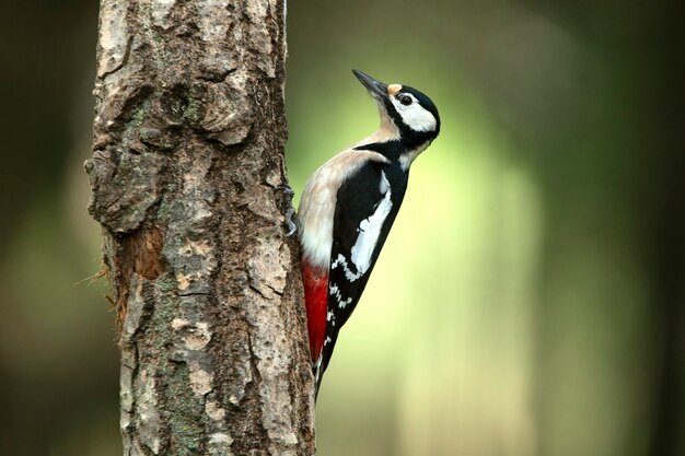 Great spotted woodpecker adult male with the last afternoon lights of a winter's day in a pine forest