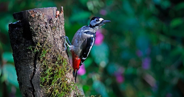 Great spotted woodpecker feeding in the woods