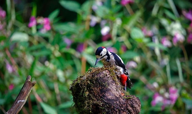 Great spotted woodpecker feeding in the woods