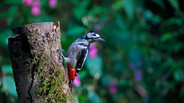 Great spotted woodpecker feeding in the woods