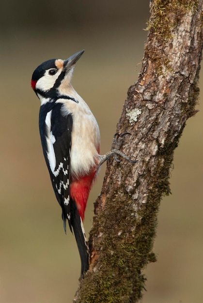 Great spotted woodpecker on an oak tree trunk on a cloudy winter day in a pine and oak forest