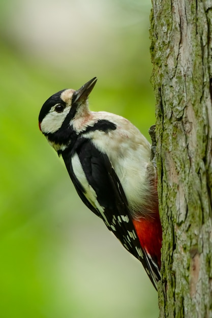 Great spotted woodpecker sitting on a tree in the forest