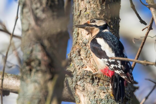 Great Spotted Woodpecker on tree trunk