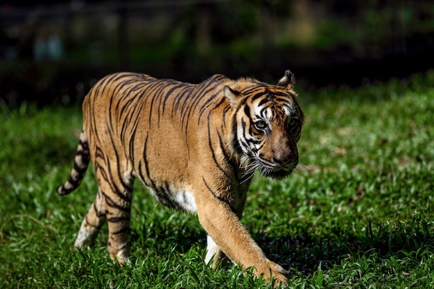 Great tiger in the nature habitat Tiger walking on grass Wildlife scene with danger animal