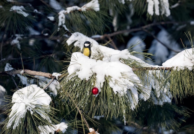 Great tit at Christmas tree