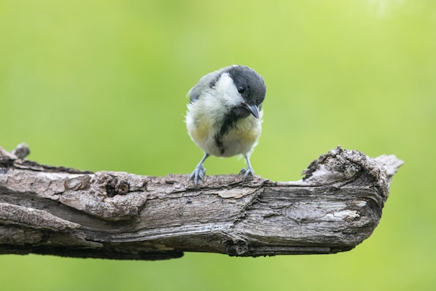 Great tit Parus major great tit in the natural environment on a branch