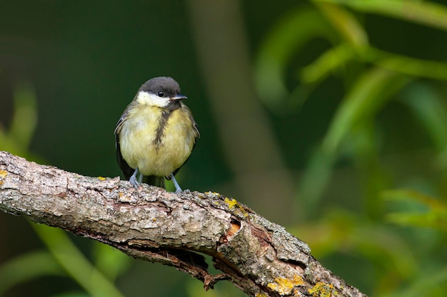 The great tit Parus major is a passerine bird in the tit family Paridae