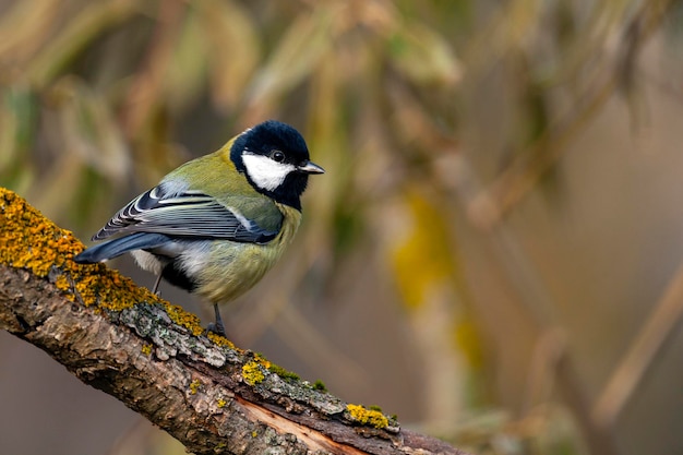 The great tit Parus major is a passerine bird in the tit family Paridae