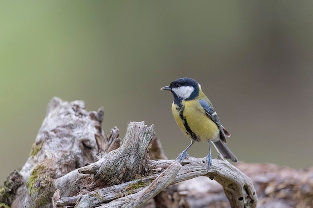 Great tit (Parus major) Leon, Spain