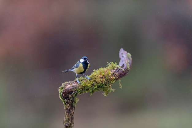 Great tit (Parus major) Leon, Spain