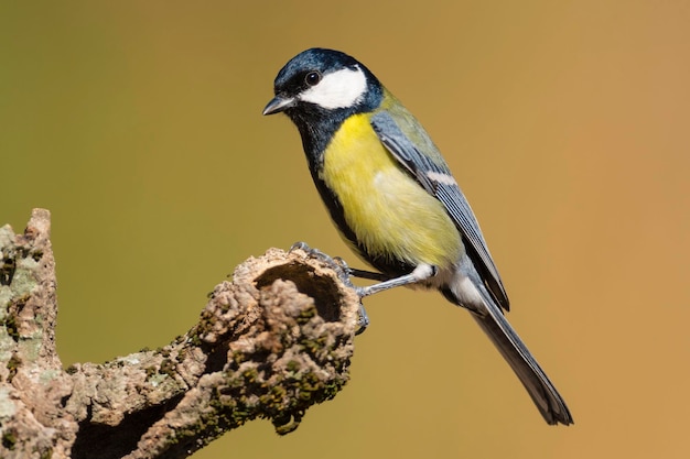 Great tit Parus major Malaga Spain