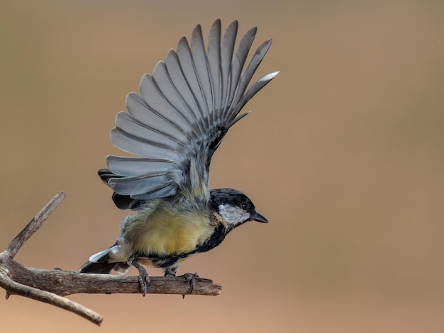 Great tit (Parus major).