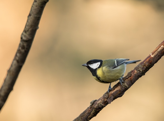 Great Tit pearched on a branch,