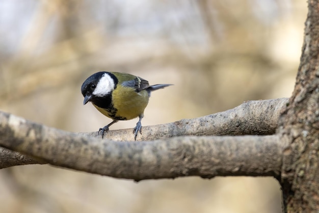 Great Tit resting on a branch