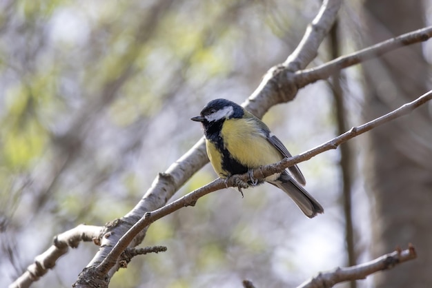 Great Tit resting on a branch