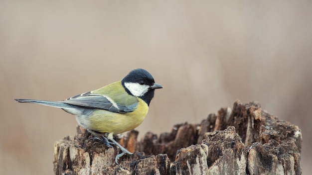 Great tit sitting on a stump Parus major