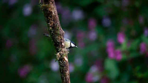 Great tits at a woodland feeding site