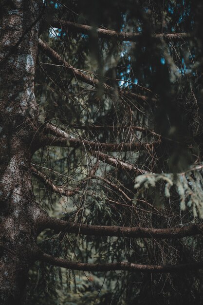 a great view on an italian forest