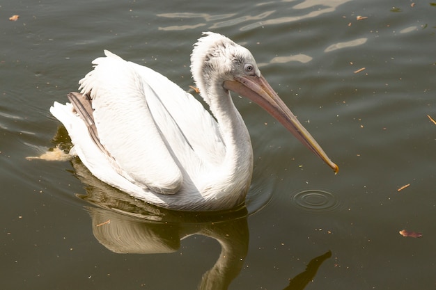 Photo great white or eastern white pelican, rosy pelican or white pelican is a bird in the pelican family.it breeds from southeastern europe through asia and in africa in swamps and shallow lakes.