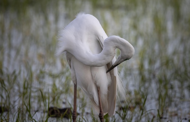 Great White Egret Animal portrait