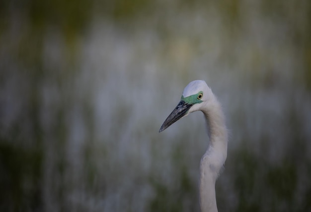 Great White Egret Animal portrait