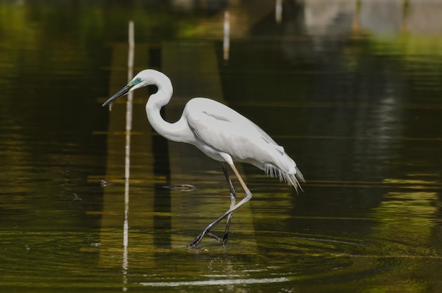 Great White Egret (Ardea Alba) fishing in the Water of a Temple in Japan