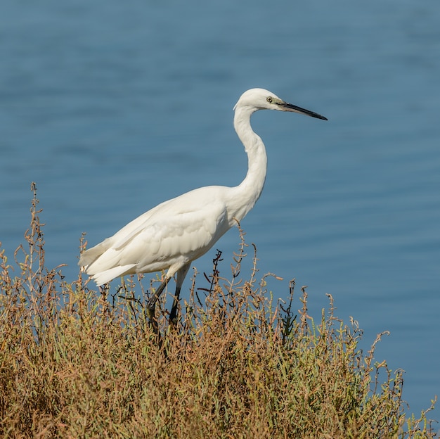 great white egret on the shore in vegetation