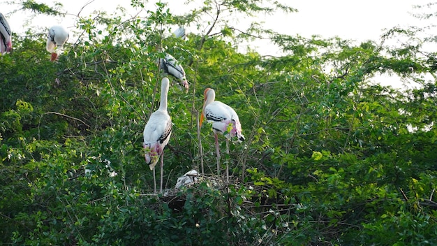 The great white pelican image