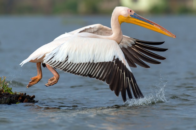 Photo great white pelican in lake, kenya, africa