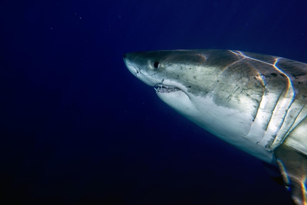 Great White shark while coming to you on deep blue ocean background