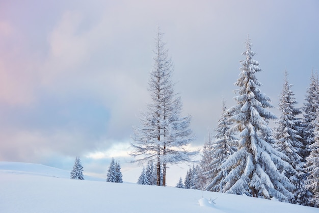 Great winter photo in Carpathian mountains with snow covered fir trees. 