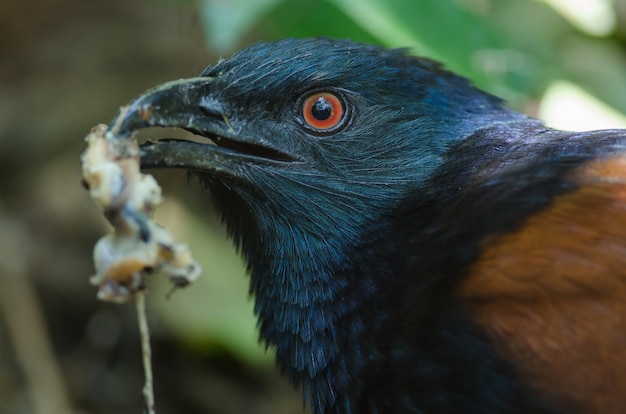 Greater Coucal bird (Centropus sinensis)