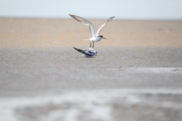 Greater Crested Tern feeding fish to fledgling