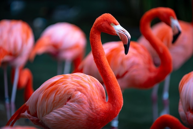 Greater flamingo Phoenicopterus roseus Colony of pink Flamingos grooming while wading in a pond