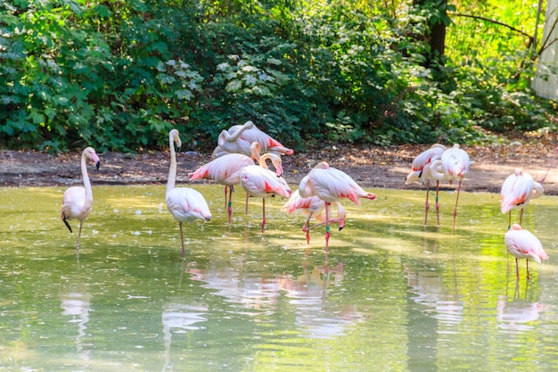 Greater flamingo Phoenicopterus roseus is the most widespread species of the flamingo family