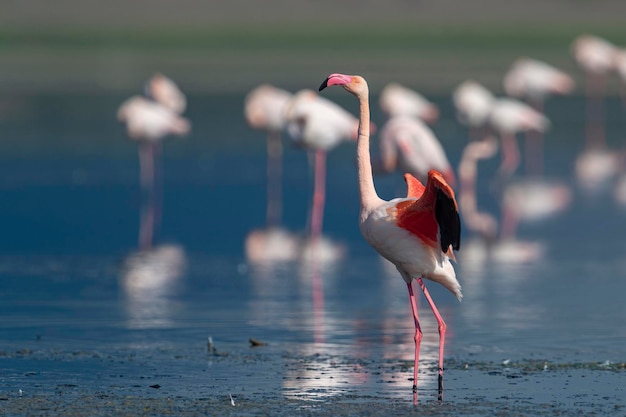 Greater flamingo (Phoenicopterus roseus) Malaga, Spain