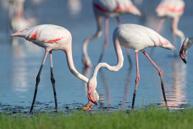 Greater flamingo (Phoenicopterus roseus) Malaga, Spain