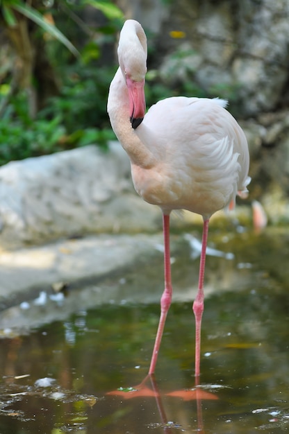 Greater Flamingo