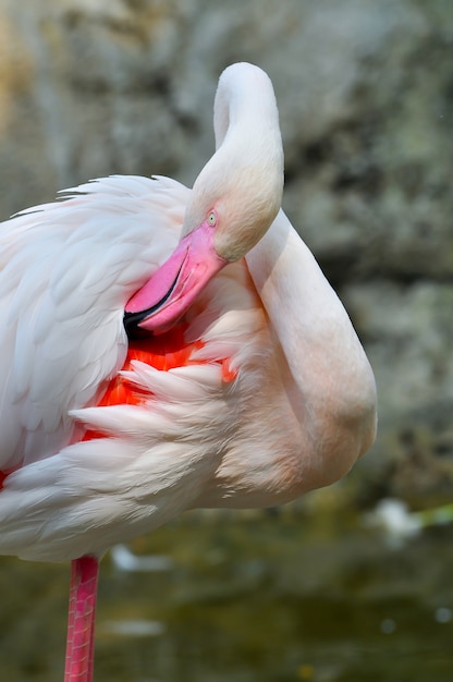 Greater Flamingo