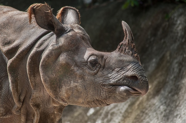 Greater One-horned Rhinoceros, Indian Rhinoceros (Rhinoce ros unicornis)